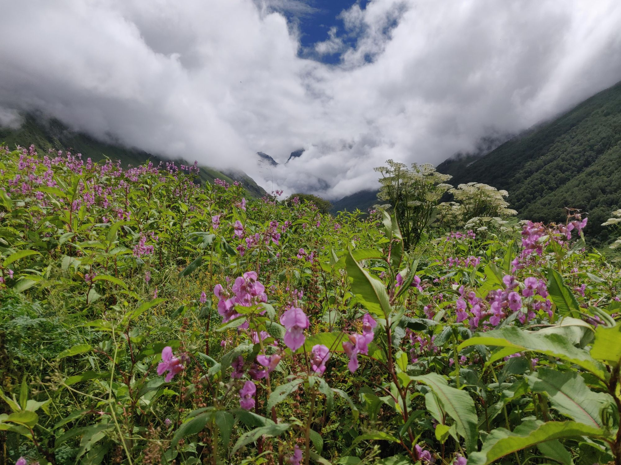 Shivam’s First Monsoon Trek to the Valley of Flowers with Thrillophilia